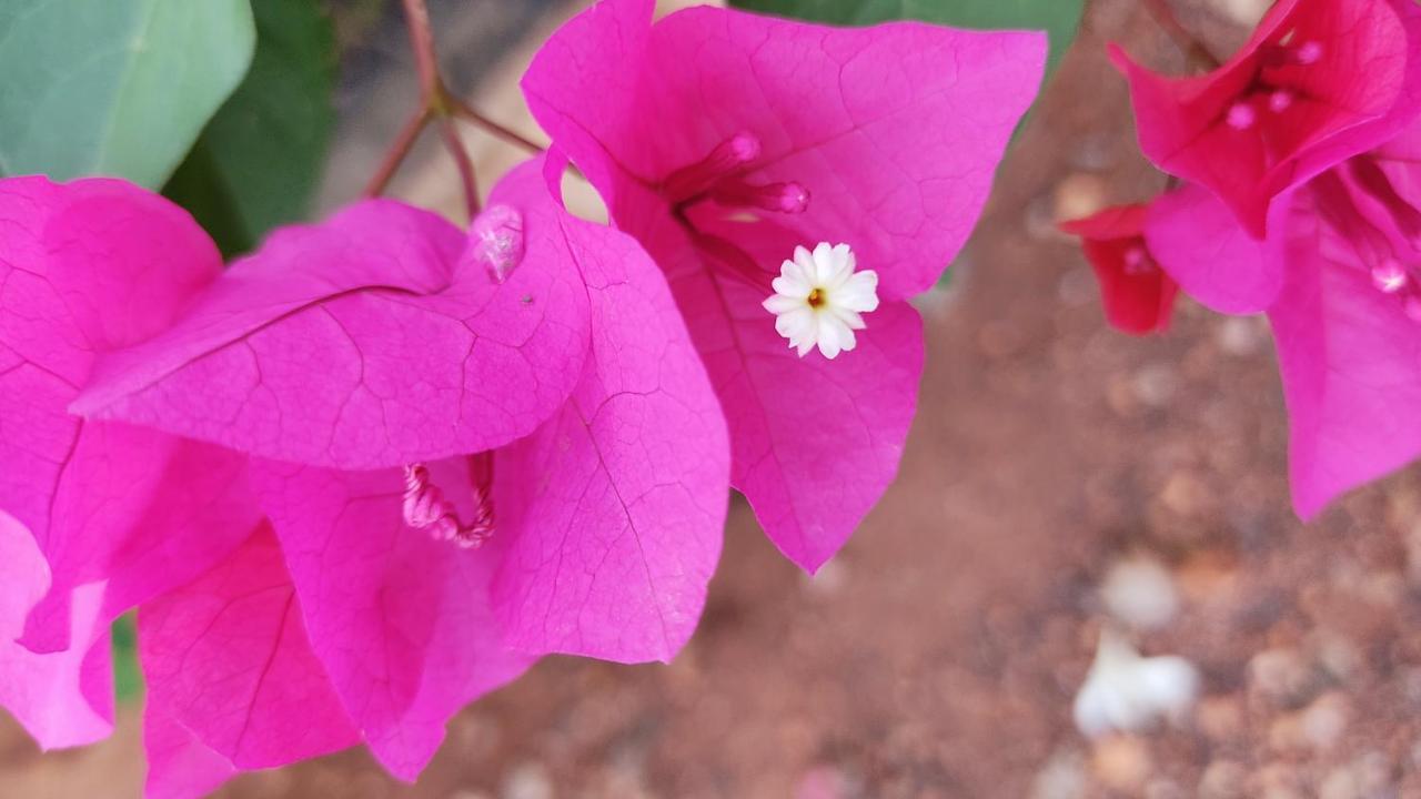 Kanthi Resorts Badami Bāgalkot Eksteriør billede