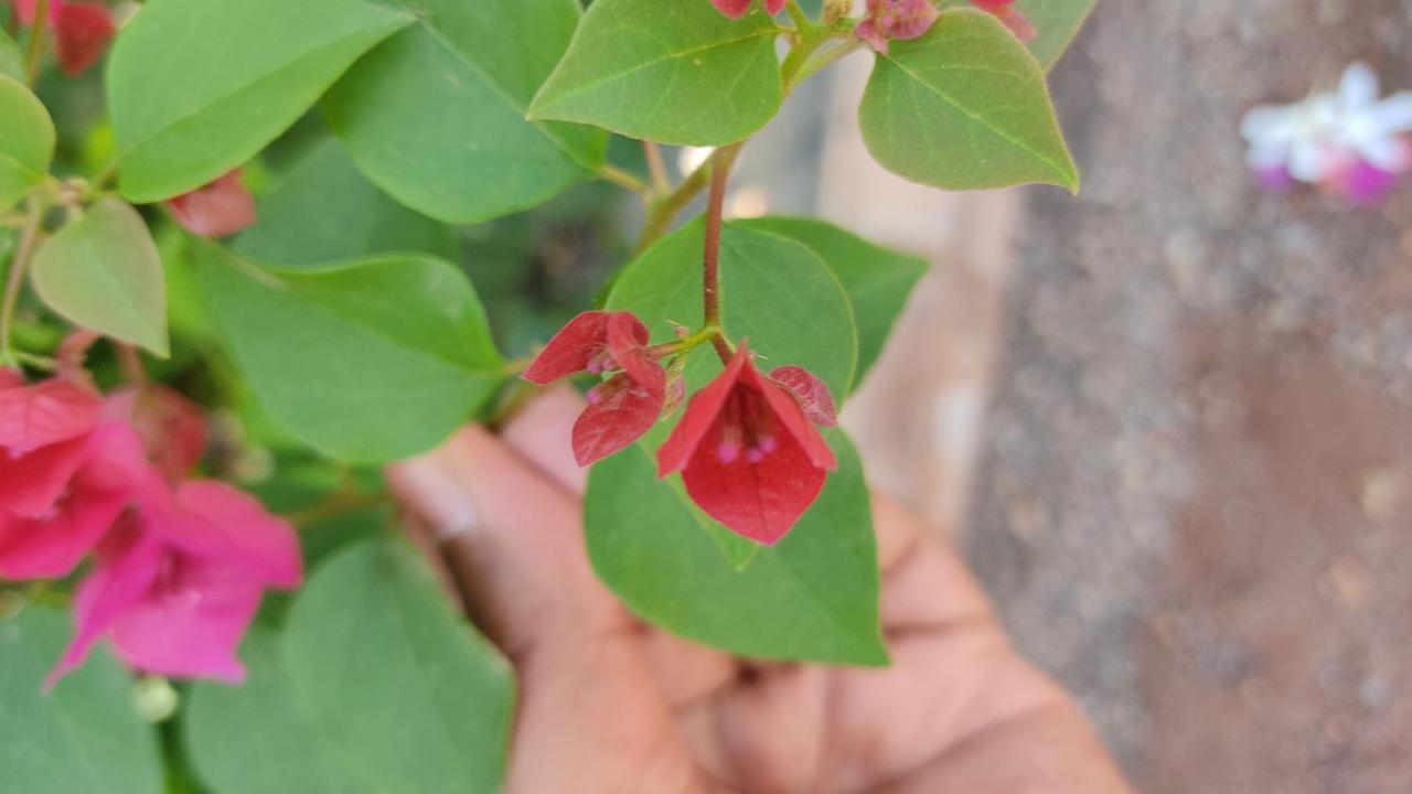 Kanthi Resorts Badami Bāgalkot Eksteriør billede